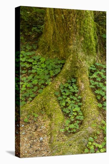 USA, California, Redwoods National Park. Clover at Tree Base-Cathy & Gordon Illg-Stretched Canvas