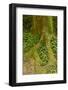 USA, California, Redwoods National Park. Clover at Tree Base-Cathy & Gordon Illg-Framed Photographic Print