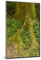 USA, California, Redwoods National Park. Clover at Tree Base-Cathy & Gordon Illg-Mounted Photographic Print