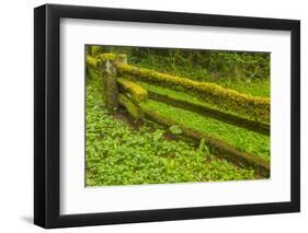 USA, California, Redwoods National Park. Moss-Covered Fence-Cathy & Gordon Illg-Framed Photographic Print