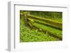 USA, California, Redwoods National Park. Moss-Covered Fence-Cathy & Gordon Illg-Framed Photographic Print