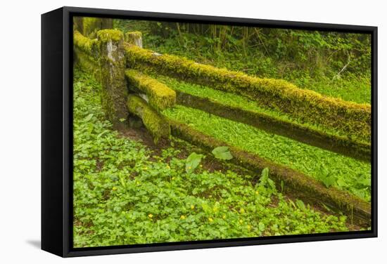 USA, California, Redwoods National Park. Moss-Covered Fence-Cathy & Gordon Illg-Framed Stretched Canvas