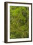 USA, California, Redwoods National Park. Mossy Limbs in Forest-Cathy & Gordon Illg-Framed Photographic Print