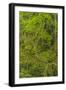 USA, California, Redwoods National Park. Mossy Limbs in Forest-Cathy & Gordon Illg-Framed Photographic Print