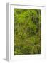 USA, California, Redwoods National Park. Mossy Limbs in Forest-Cathy & Gordon Illg-Framed Photographic Print