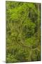 USA, California, Redwoods National Park. Mossy Limbs in Forest-Cathy & Gordon Illg-Mounted Photographic Print