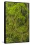 USA, California, Redwoods National Park. Mossy Limbs in Forest-Cathy & Gordon Illg-Framed Stretched Canvas