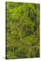 USA, California, Redwoods National Park. Mossy Limbs in Forest-Cathy & Gordon Illg-Stretched Canvas