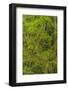 USA, California, Redwoods National Park. Mossy Limbs in Forest-Cathy & Gordon Illg-Framed Photographic Print