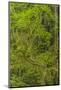 USA, California, Redwoods National Park. Mossy Limbs in Forest-Cathy & Gordon Illg-Mounted Photographic Print