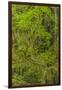 USA, California, Redwoods National Park. Mossy Limbs in Forest-Cathy & Gordon Illg-Framed Photographic Print