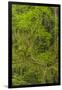 USA, California, Redwoods National Park. Mossy Limbs in Forest-Cathy & Gordon Illg-Framed Photographic Print