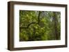 USA, California, Redwoods National Park. Rhododendrons in Forest-Cathy & Gordon Illg-Framed Photographic Print