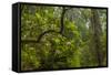 USA, California, Redwoods National Park. Rhododendrons in Forest-Cathy & Gordon Illg-Framed Stretched Canvas