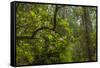 USA, California, Redwoods National Park. Rhododendrons in Forest-Cathy & Gordon Illg-Framed Stretched Canvas