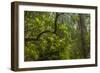 USA, California, Redwoods National Park. Rhododendrons in Forest-Cathy & Gordon Illg-Framed Photographic Print