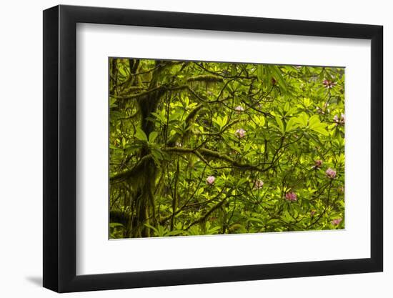 USA, California, Redwoods National Park. Rhododendrons in Forest-Cathy & Gordon Illg-Framed Photographic Print