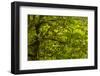 USA, California, Redwoods National Park. Rhododendrons in Forest-Cathy & Gordon Illg-Framed Photographic Print