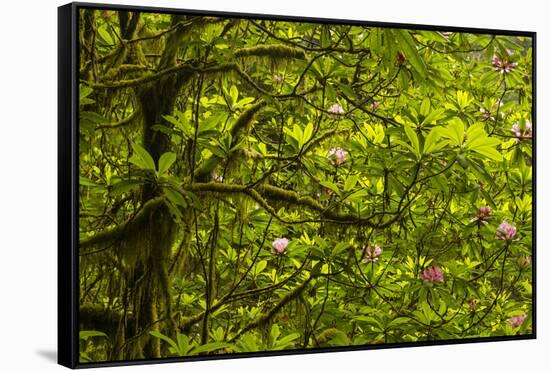 USA, California, Redwoods National Park. Rhododendrons in Forest-Cathy & Gordon Illg-Framed Stretched Canvas