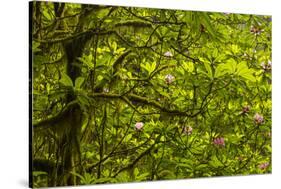 USA, California, Redwoods National Park. Rhododendrons in Forest-Cathy & Gordon Illg-Stretched Canvas