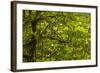 USA, California, Redwoods National Park. Rhododendrons in Forest-Cathy & Gordon Illg-Framed Photographic Print