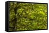 USA, California, Redwoods National Park. Rhododendrons in Forest-Cathy & Gordon Illg-Framed Stretched Canvas