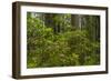 USA, California, Redwoods National Park. Rhododendrons in Forest-Cathy & Gordon Illg-Framed Photographic Print