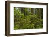 USA, California, Redwoods National Park. Rhododendrons in Forest-Cathy & Gordon Illg-Framed Photographic Print