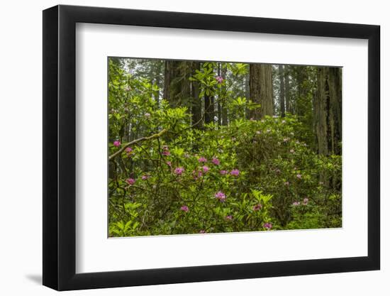 USA, California, Redwoods National Park. Rhododendrons in Forest-Cathy & Gordon Illg-Framed Photographic Print