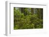 USA, California, Redwoods National Park. Rhododendrons in Forest-Cathy & Gordon Illg-Framed Photographic Print