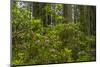 USA, California, Redwoods National Park. Rhododendrons in Forest-Cathy & Gordon Illg-Mounted Photographic Print