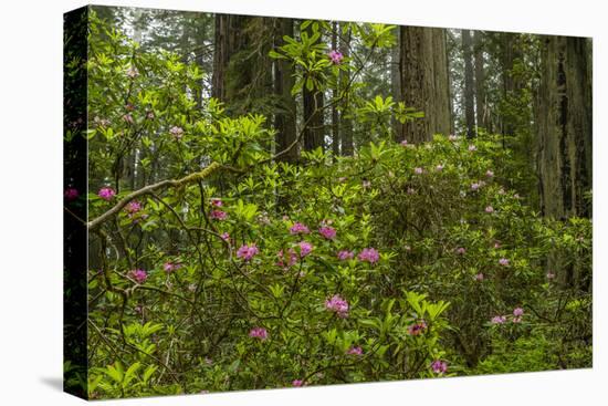 USA, California, Redwoods National Park. Rhododendrons in Forest-Cathy & Gordon Illg-Stretched Canvas