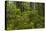 USA, California, Redwoods National Park. Rhododendrons in Forest-Cathy & Gordon Illg-Stretched Canvas