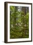 USA, California, Redwoods National Park. Rhododendrons in Forest-Cathy & Gordon Illg-Framed Photographic Print