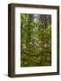 USA, California, Redwoods National Park. Rhododendrons in Forest-Cathy & Gordon Illg-Framed Photographic Print