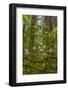 USA, California, Redwoods National Park. Rhododendrons in Forest-Cathy & Gordon Illg-Framed Photographic Print