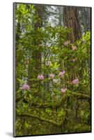 USA, California, Redwoods National Park. Rhododendrons in Forest-Cathy & Gordon Illg-Mounted Photographic Print