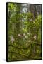 USA, California, Redwoods National Park. Rhododendrons in Forest-Cathy & Gordon Illg-Framed Stretched Canvas