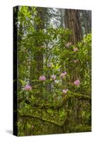 USA, California, Redwoods National Park. Rhododendrons in Forest-Cathy & Gordon Illg-Stretched Canvas