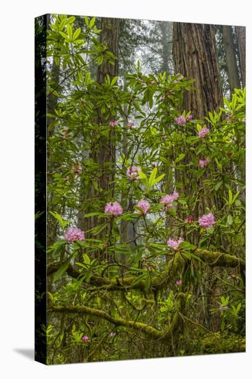 USA, California, Redwoods National Park. Rhododendrons in Forest-Cathy & Gordon Illg-Stretched Canvas