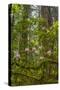 USA, California, Redwoods National Park. Rhododendrons in Forest-Cathy & Gordon Illg-Stretched Canvas