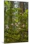 USA, California, Redwoods National Park. Rhododendrons in Forest-Cathy & Gordon Illg-Mounted Photographic Print