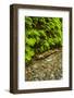 USA, California, Redwoods National Park. Scenic of Fern Creek-Cathy & Gordon Illg-Framed Photographic Print