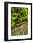 USA, California, Redwoods National Park. Scenic of Fern Creek-Cathy & Gordon Illg-Framed Photographic Print