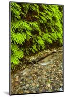USA, California, Redwoods National Park. Scenic of Fern Creek-Cathy & Gordon Illg-Mounted Photographic Print