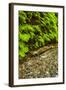 USA, California, Redwoods National Park. Scenic of Fern Creek-Cathy & Gordon Illg-Framed Photographic Print