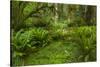 USA, California, Redwoods NP. Ferns and Mossy Trees in Forest-Cathy & Gordon Illg-Stretched Canvas