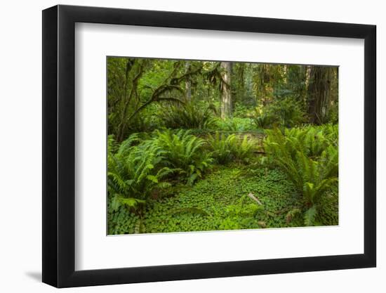 USA, California, Redwoods NP. Ferns and Mossy Trees in Forest-Cathy & Gordon Illg-Framed Photographic Print