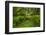 USA, California, Redwoods NP. Ferns and Mossy Trees in Forest-Cathy & Gordon Illg-Framed Photographic Print