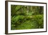 USA, California, Redwoods NP. Ferns and Mossy Trees in Forest-Cathy & Gordon Illg-Framed Photographic Print